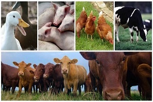 CB7004 Livestock Farming