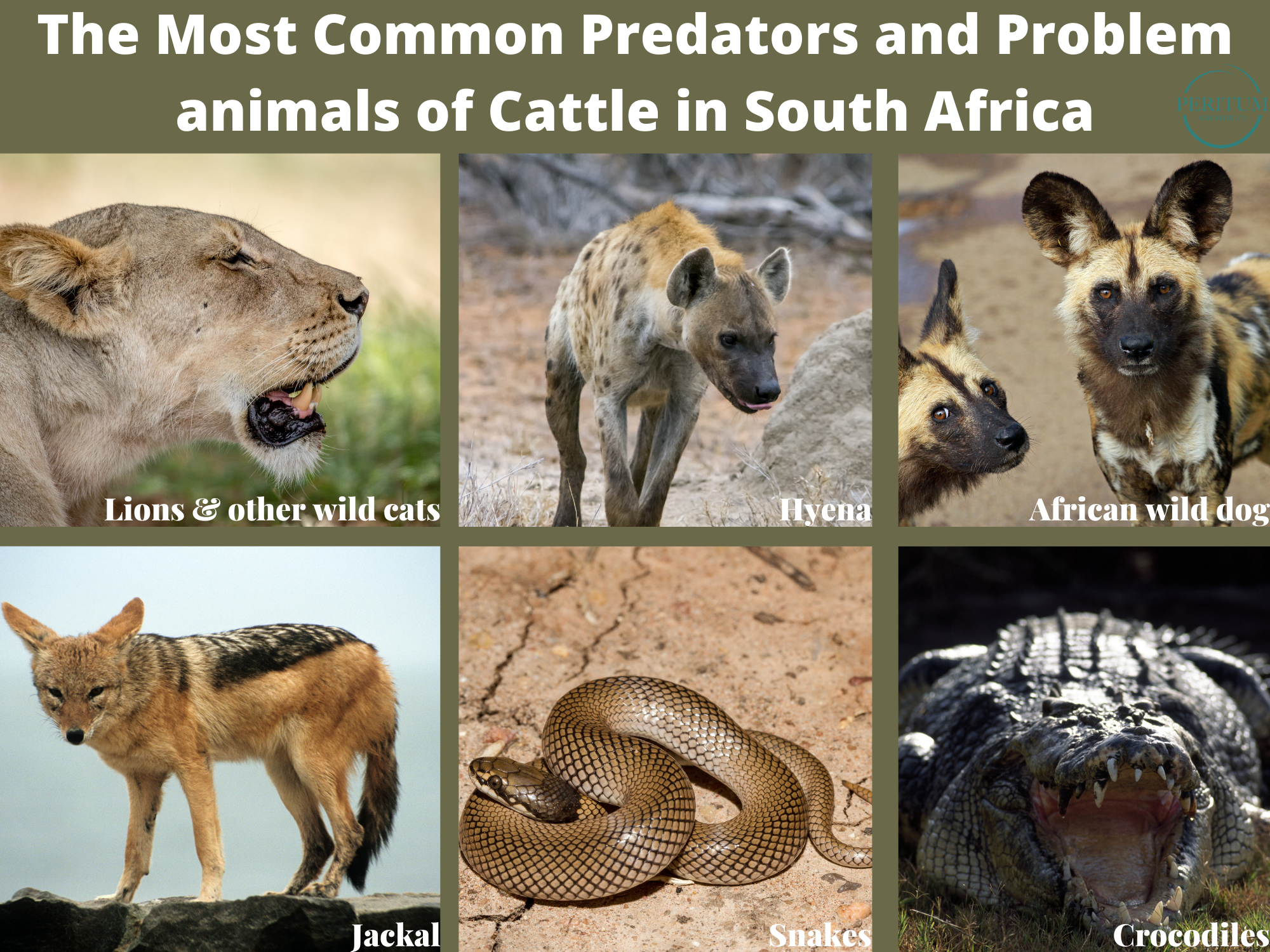 predator animals