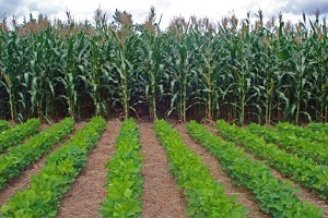 CB7003 Crop Farming