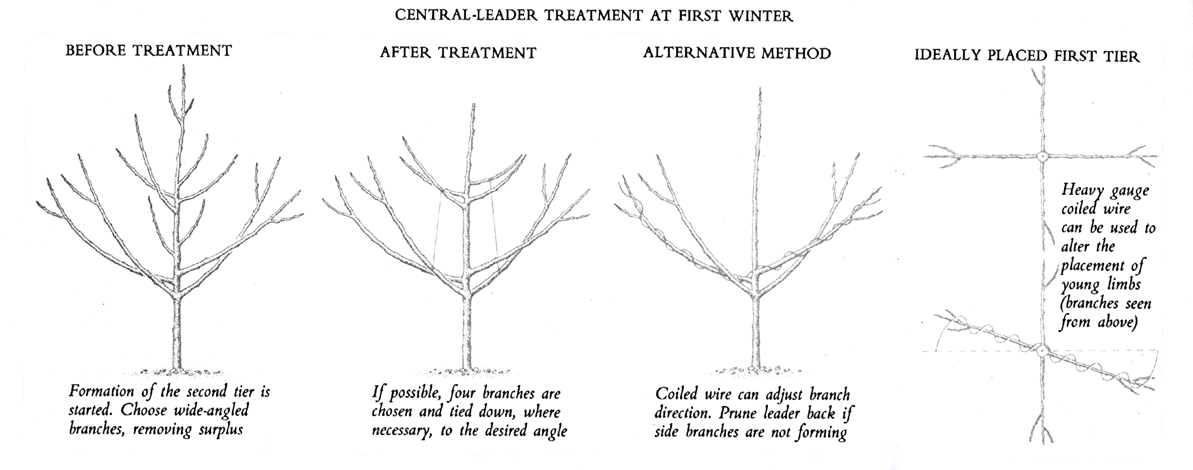 Cb7003: Plant Manipulation Methods