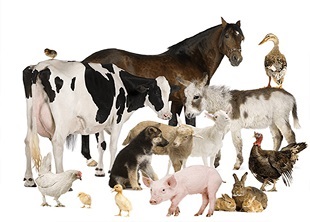 E/LMS 12603 Livestock Production Animal Breeding