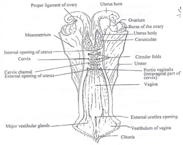 CB19300: The Reproductive System