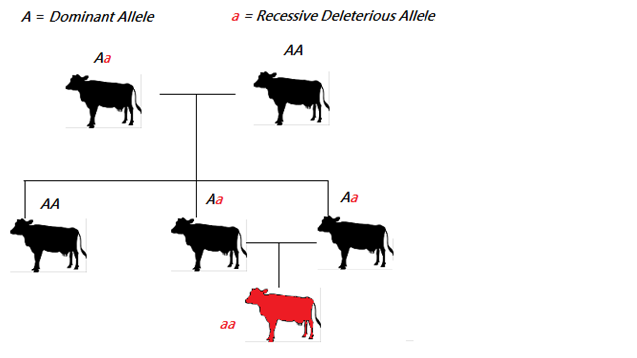 CB19300: Breeding Systems For Farm Animals