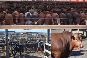 CB19400 Manage a Feedlot